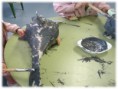 /album/pintamos-delfines/pintar-5-jpg/